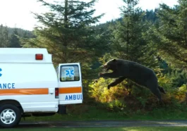 Beruang Paling Mematikan