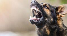 Hewan dengan Gigitan Terkuat