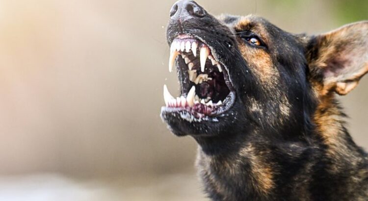 Hewan dengan Gigitan Terkuat