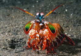 Hewan dengan Pukulan