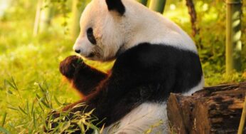 Panda, Harta China yang Dipinjamkan ke Dunia