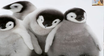 Penguin Identik Satu Sama Lain, Bagaimana Mengenali Anak-Istri?