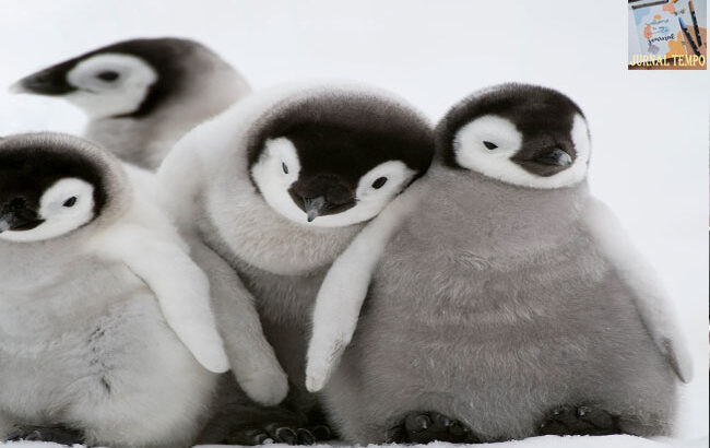 Penguin Identik Satu Sama Lain