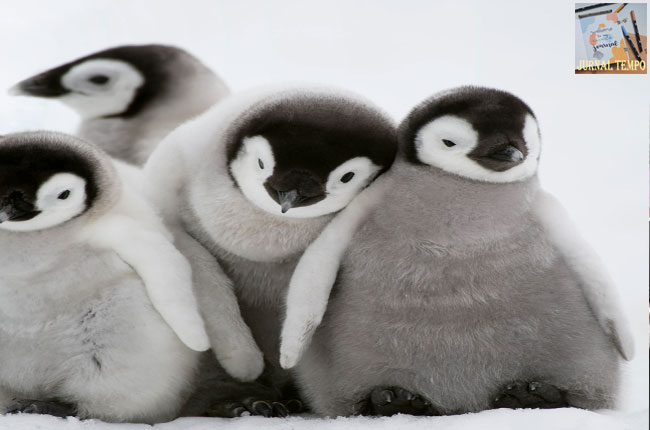 Penguin Identik Satu Sama Lain