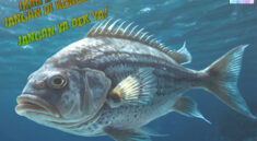 Ikan Laut Beracun yang Masih Sering di Konsumsi, Jangan Ya Dek