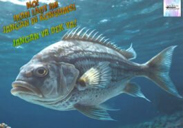 Ikan Laut Beracun yang Masih Sering di Konsumsi, Jangan Ya Dek