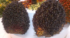 Industri kelapa sawit