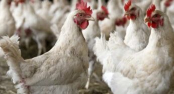 Harga Ayam Broiler Turun, Cuma Rp28 Ribu di Transmart