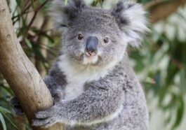 Koala