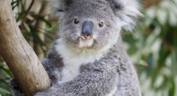 Fakta di Balik Penembakan 700 Koala oleh Pemerintah Australia