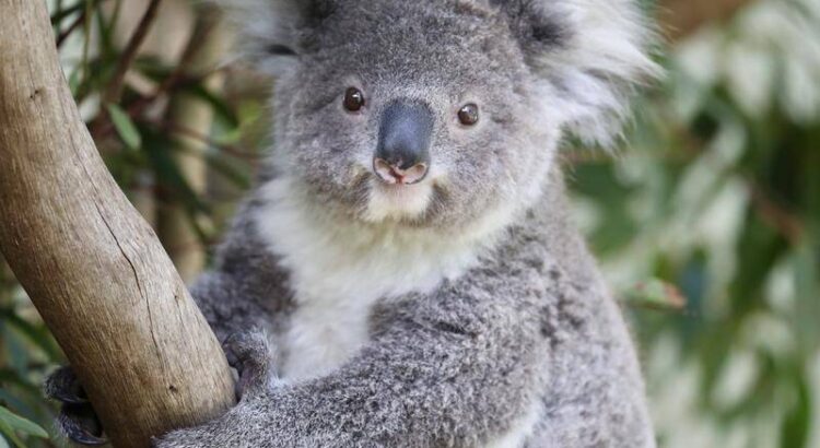 Koala