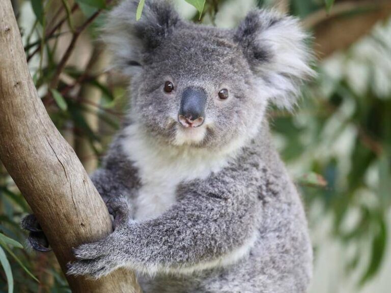 Koala