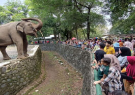 Kebun Binatang Ragunan, Kelas Alam Terbuka yang Edukatif untuk Anak-anak
