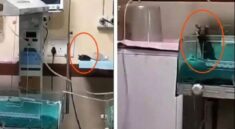 Dua Bayi Meninggal Digigit Tikus di ICU, Keluarga Tuding RS Lalai