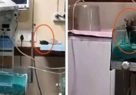 Dua Bayi Meninggal Digigit Tikus di ICU, Keluarga Tuding RS Lalai
