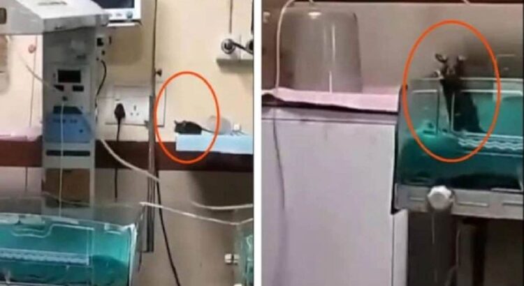 Dua Bayi Meninggal Digigit Tikus di ICU, Keluarga Tuding RS Lalai