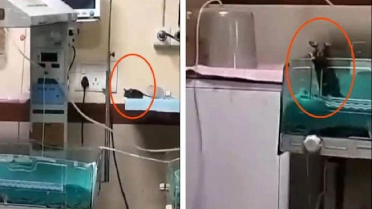 Dua Bayi Meninggal Digigit Tikus di ICU, Keluarga Tuding RS Lalai