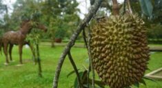 Menko Zulhas: Durian Jelas Buah Nasional Indonesia
