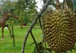 Menko Zulhas: Durian Jelas Buah Nasional Indonesia