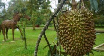 Menko Zulhas: Durian Jelas Buah Nasional Indonesia