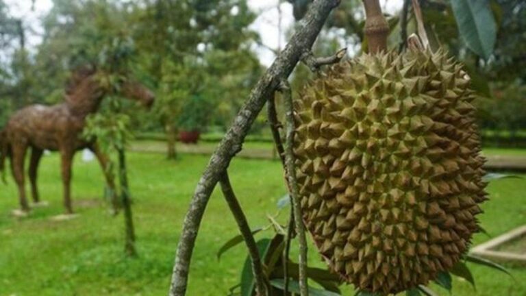 Menko Zulhas: Durian Jelas Buah Nasional Indonesia
