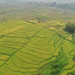 Bill Gates Kuasai 1 dari 4.000 Hektar Lahan Pertanian AS, Ini Alasan Miliarder Teknologi Melirik Investasi Agrikultur