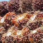 Pengelolaan Sawit Libatkan Lebih dari 18 Lembaga, Kebijakan Dinilai Masih Terfragmentasi