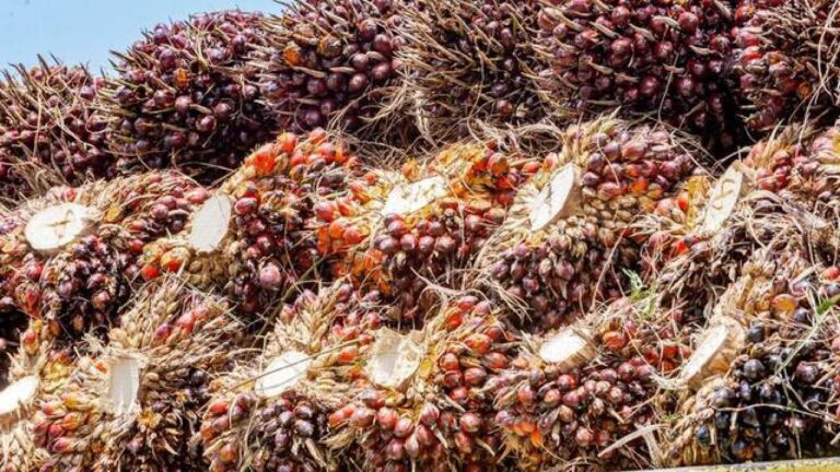 Pengelolaan Sawit Libatkan Lebih dari 18 Lembaga, Kebijakan Dinilai Masih Terfragmentasi