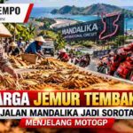 Warga Jemur Tembakau di Jalan Mandalika Jadi Sorotan Menjelang MotoGP